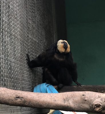 台風前のモップくん