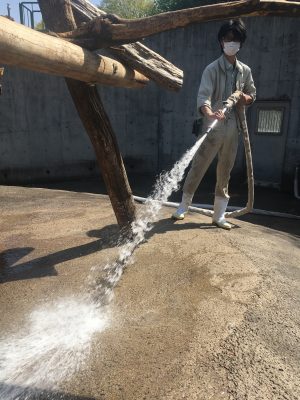 ヒヒの城　掃除中