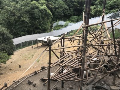 台風の日のモンキーバレイ