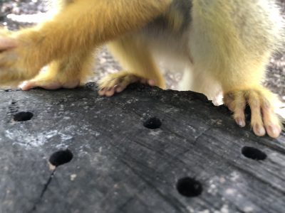 足の形2