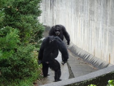 ジミーとツトム