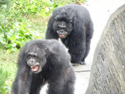 ジミーとツトム