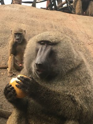 ナッシュと梨