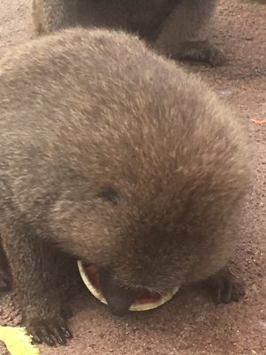 スイカを食べるヒヒ2