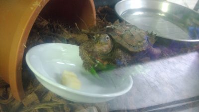 スペングラーヤマガメの目ヂカラ