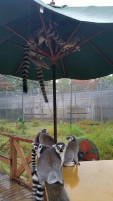 雨宿りカメラ目線