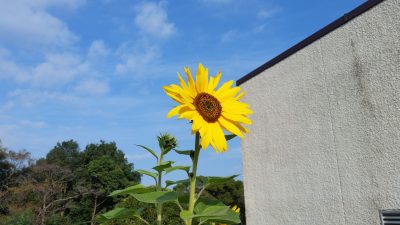 ひまわり