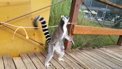 何かを見つけるワオキツネザル