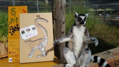 寄附ボックスとワオキツネザル