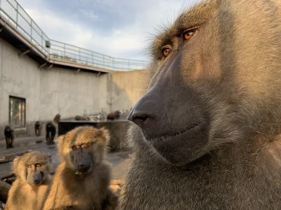 ナッシュとイナリとスルメ