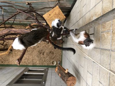 下の方に赤ちゃんを背負った個体がいます