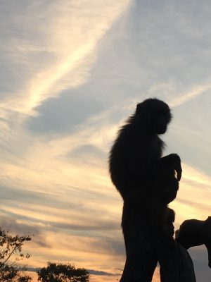 夕焼けのヒヒ2