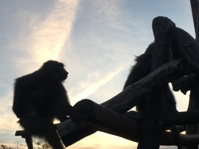 夕焼けのヒヒ