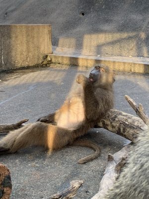 くつろぐヒヒ