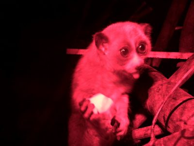 舌を出したヒイラギ