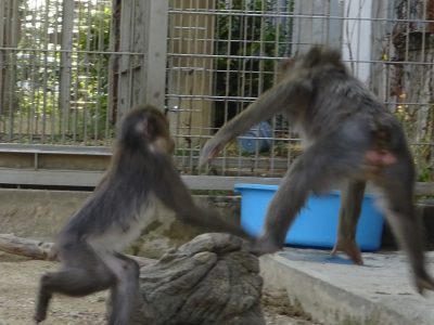 サユミとイラーリ
