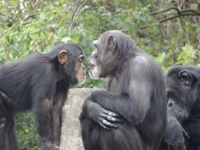 フジコとマモル