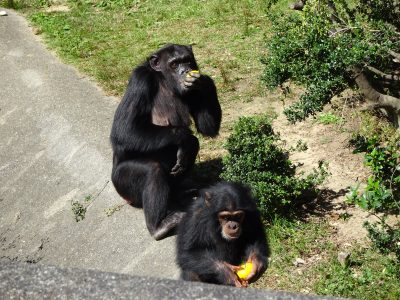 マルコとマモル