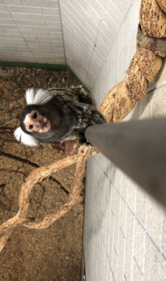 ピンキー2