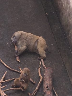 ナッシュ
