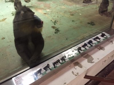 展示物を見るキンシャサ２