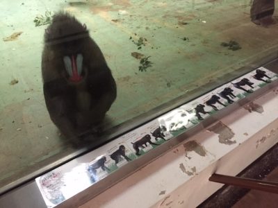 展示物を見つめるキンシャサ１