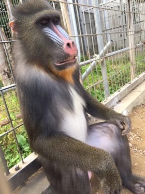マンドリルのサム