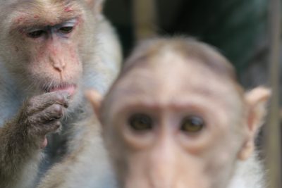 ショウとシャンミン