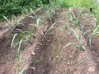 サトウキビ6月