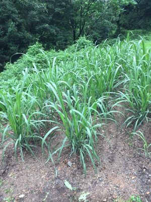 サトウキビ7月