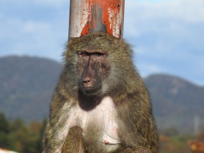 アヌビスヒヒ　タマリ