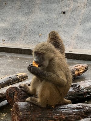 アヌビスヒヒ イナリ