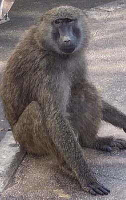アヌビスヒヒ　ロビン