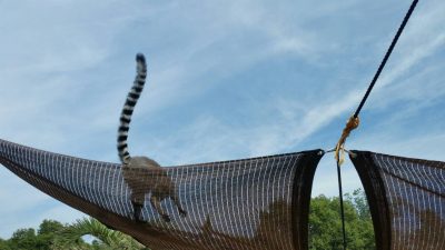 タープにワオキツネザル