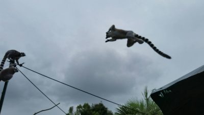 ワオキツネザルジャンプ