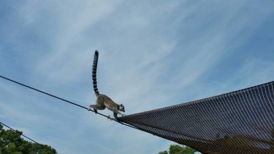 綱渡りワオキツネザル