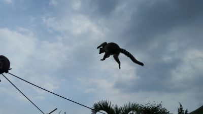 ジャンプワオキツネザル