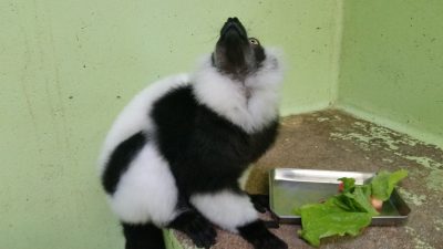 上を向いて食べます