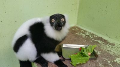 トマトの美味しい食べ方