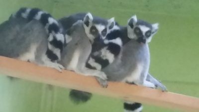 ならんどる