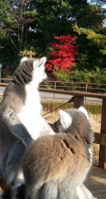 も見じみ
