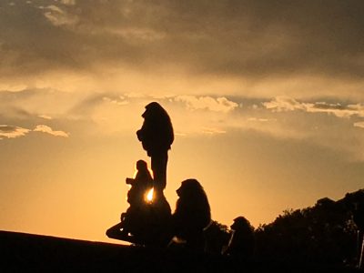 ヒヒ　夕日