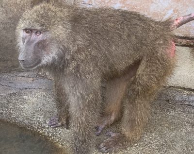 アヌビスヒヒ　エミリ