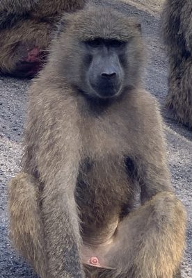 アヌビスヒヒ キゴマ