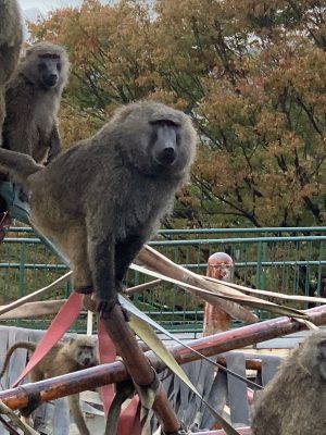 アヌビスヒヒ ロミオ