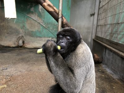 サトウキビを食べるウーリーモンキー