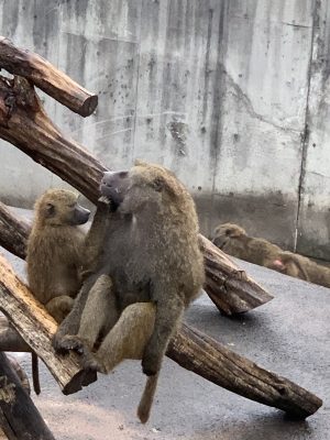 キゴマとロマノ