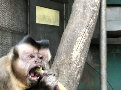 サトウキビを食べるブラッド