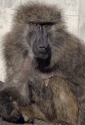 アヌビスヒヒ　ゾへ