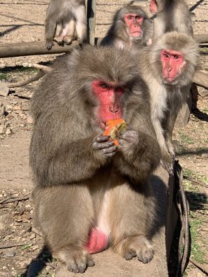 ニホンザル　柿食うローバー